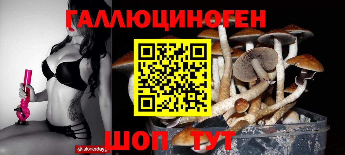 Псилоцибиновые грибы Psilocybine cubensis Вышний Волочёк